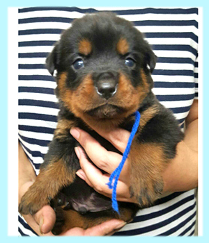ロットワイラー　ブラック＆タン　オス　子犬販売の専門店　AngelWan　横浜