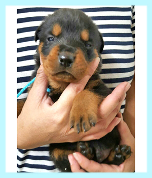 ロットワイラー ブラック&タン オス 子犬販売の専門店 AngelWan 横浜