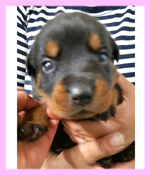 ロットワイラー　ブラック＆タン　メス　子犬販売の専門店　横浜
