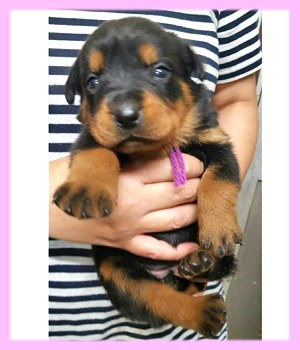 ロットワイラー　ブラック＆タン　メス　子犬販売の専門店　横浜