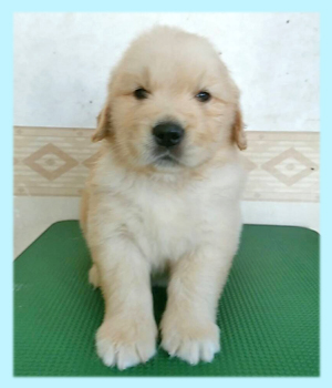 ゴールデンレトリバー オス 子犬販売の専門店 AngelWan 横浜