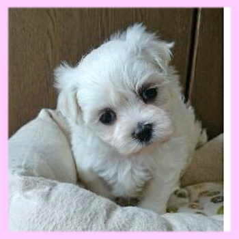 マルチーズ　ホワイト　メス　子犬販売の専門店　AngelWan　横浜