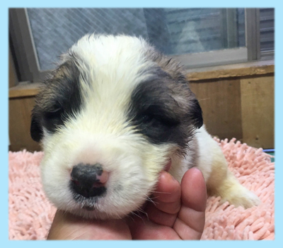 セントバーナード　オス　子犬販売の専門店　AngelWan　横浜