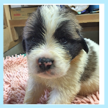 セントバーナード オス 子犬販売の専門店 AngelWan 横浜