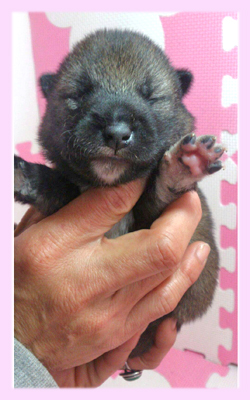 柴犬　豆柴　胡麻　メス　子犬販売の専門店　AngelWan　横浜