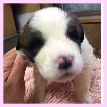 セントバーナード　メス　子犬販売の専門店　AngelWan　横浜