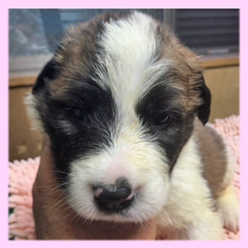 セントバーナード　メス　子犬販売の専門店　AngelWan　横浜