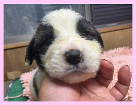 セントバーナード メス 子犬販売の専門店 AngelWan 横浜