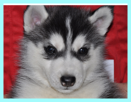 シベリアンハスキー　ブラック＆ホワイト　オス　子犬販売の専門店　AngelWan　横浜