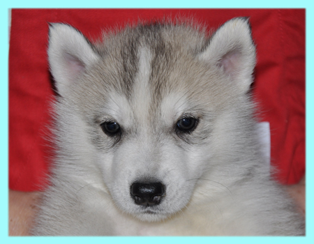 シベリアンハスキー　シルバー＆ホワイト　オス　子犬販売の専門店　AngelWan　横浜