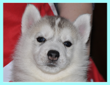 シベリアンハスキー　シルバー＆ホワイト　オス　子犬販売の専門店　AngelWan　横浜
