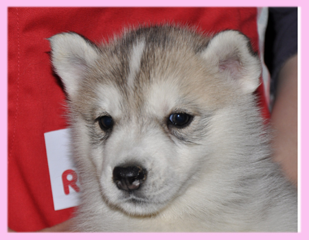 シベリアンハスキー シルバー&ホワイト メス 子犬販売の専門店 AngelWan 横浜