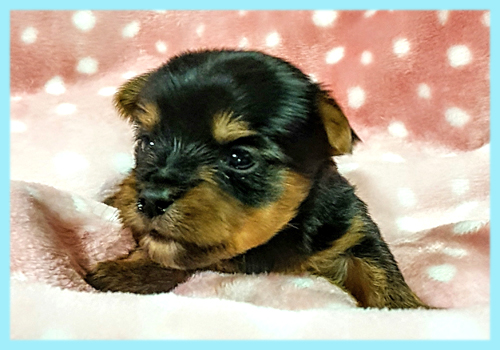 ヨークシャーテリア　オス　子犬販売の専門店　AngelWan　横浜