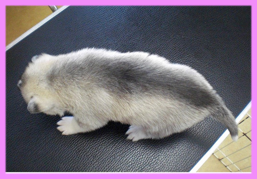 シベリアンハスキー シルバー&ホワイト メス 子犬販売の専門店 AngelWan 横浜