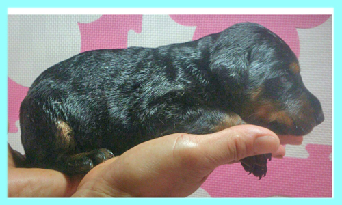 ドーベルマン　ブラック＆タン　オス　子犬販売の専門店　AngelWan　横浜