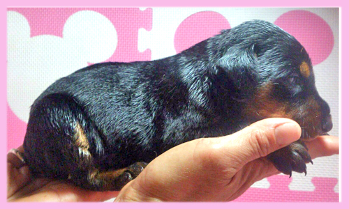 ドーベルマン　ブラック＆タン　メス　子犬販売の専門店　AngelWan　横浜