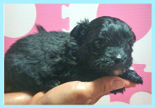 ミックス　ポメプー　ポメラニアン　トイプードル　ブラック　子犬販売の専門店　AngelWan　横浜