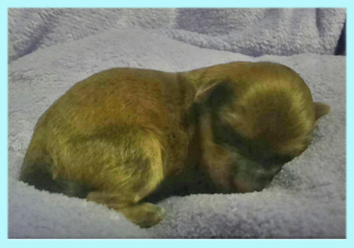 ミックス チワプー レッド オス 子犬販売の専門店 AngelWan 横浜