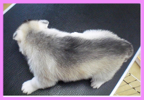 シベリアンハスキー　シルバー＆ホワイト　メス　子犬販売の専門店　AngelWan　横浜