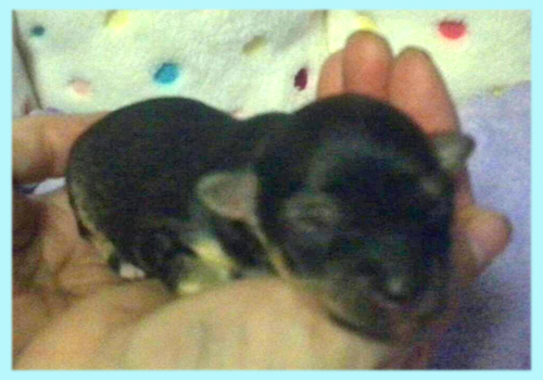 ミックス チワプー ブラック&タン オス 子犬販売の専門店 AngelWan 横浜