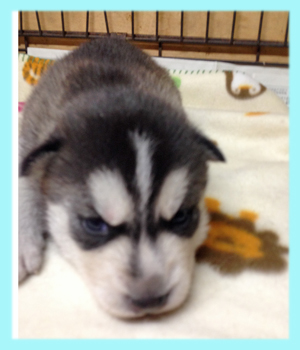 シベリアンハスキー ブラック&ホワイト オス 子犬販売の専門店 AngelWan 横浜