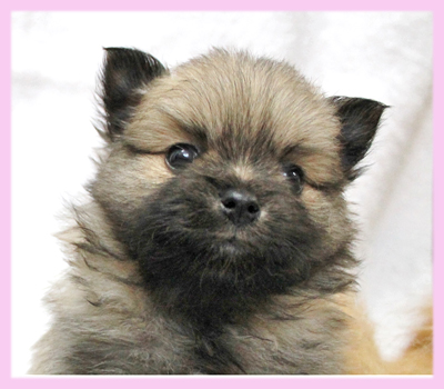 ポメラニアン　オレンジ　メス　子犬販売の専門店　AngelWan　横浜