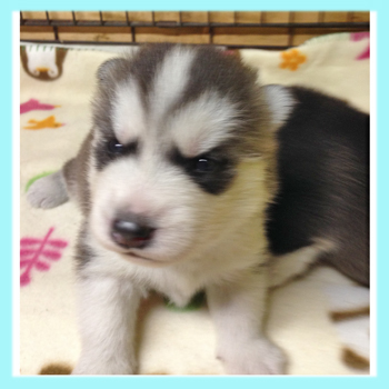 シベリアンハスキー シルバー&ホワイト オス 子犬販売の専門店 AngelWan 横浜