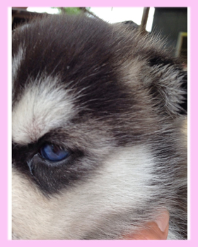 シベリアンハスキー　ブラック＆ホワイト　メス　子犬販売の専門店　AngelWan　横浜