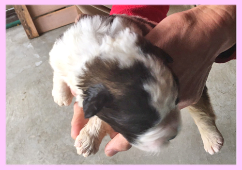セントバーナード　ブラウン＆ホワイト　メス　子犬販売の専門店　AngelWan　横浜