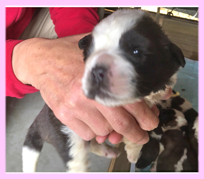 セントバーナード ブラウン&ホワイト メス 子犬販売の専門店 AngelWan 横浜