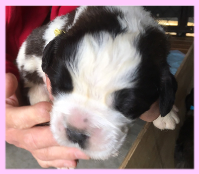 セントバーナード　ブラウン＆ホワイト　メス　子犬販売の専門店　AngelWan　横浜