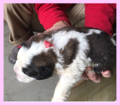 セントバーナード　ブラウン＆ホワイト　メス　子犬販売の専門店　AngelWan　横浜