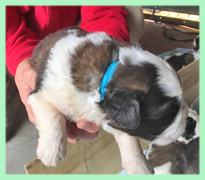 セントバーナード ブラウン&ホワイト 子犬販売の専門店 AngelWan 横浜