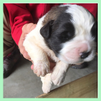 セントバーナード ブラウン&ホワイト 子犬販売の専門店 AngelWan 横浜