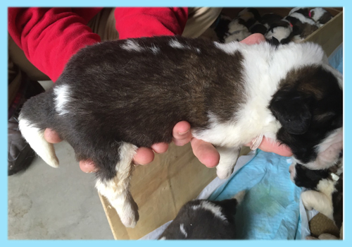 セントバーナード ブラウン&ホワイト オス 子犬販売の専門店 AngelWan 横浜