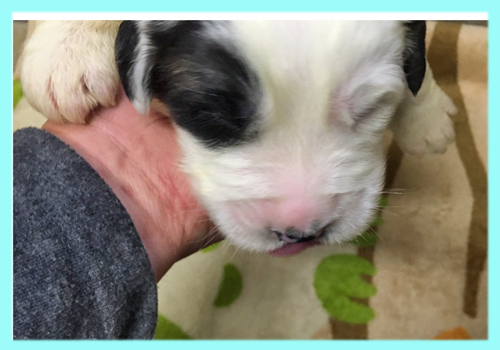 セントバーナード　ブラウン＆ホワイト　オス　子犬販売の専門店　AngelWan　横浜