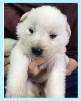 ホワイトシェパード 子犬販売の専門店 AngelWan 横浜