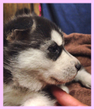 シベリアンハスキー　子犬販売の専門店　AngelWan　横浜