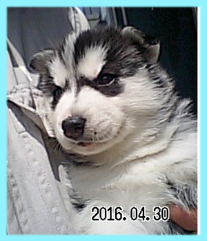 シベリアンハスキー　ブラック＆ホワイト　オス　子犬販売の専門店　AngelWan　横浜