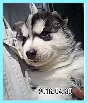 シベリアンハスキー　ブラック＆ホワイト　オス　子犬販売の専門店　AngelWan　横浜