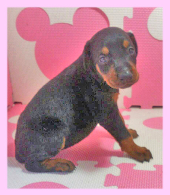 ドーベルマン　ブラック＆タン　メス　子犬販売の専門店　AngelWan　横浜