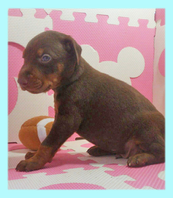 ドーベルマン　チョコレート＆タン　オス　子犬販売の専門店　AngelWan　横浜