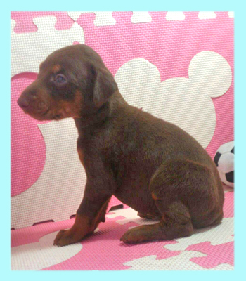 ドーベルマン　チョコレート＆タン　オス　子犬販売の専門店　AngelWan　横浜