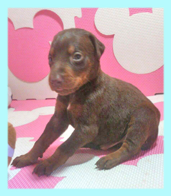 ドーベルマン　チョコレート＆タン　オス　子犬販売の専門店　AngelWan　横浜