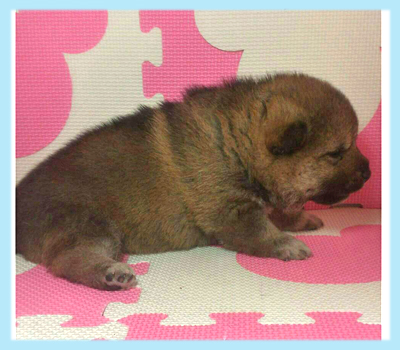 柴犬　豆柴　胡麻　オス　子犬販売の専門店　AngelWan　横浜