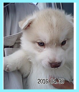 シベリアンハスキー　レッド＆ホワイト　オス　子犬販売の専門店　AngelWan　横浜