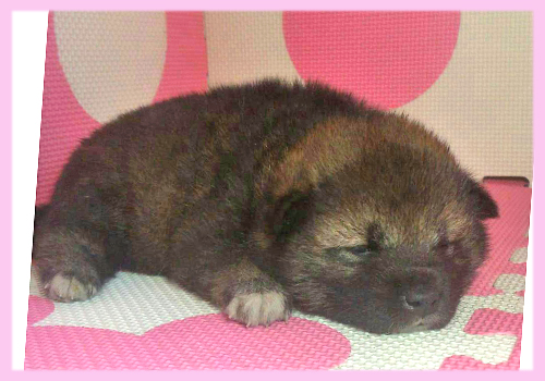 柴犬　豆柴　胡麻　メス　子犬販売の専門店　AngelWan　横浜