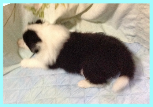 ボーダーコリー　ブラック＆ホワイト　オス　子犬販売の専門店　AngelWan　横浜