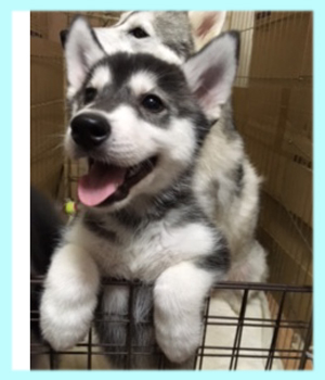 シベリアンハスキー ブラック&ホワイト オス 子犬販売の専門店 AngelWan 横浜