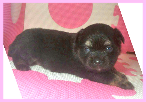 ミックス チワワ ポメラニアン オス 子犬販売の専門店 AngelWan 横浜